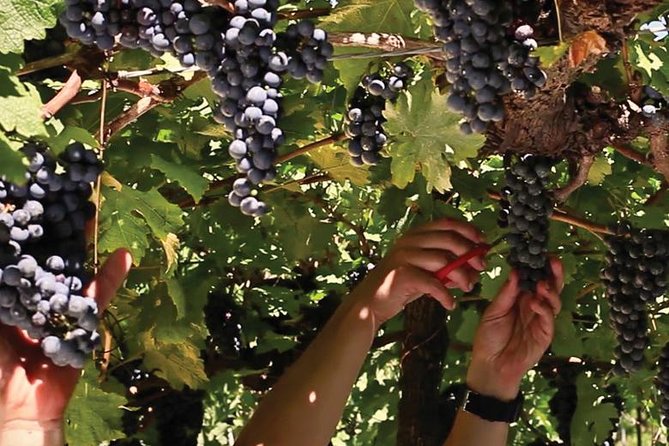 Jolimont Winery Tour – Visitation and Tasting – Canela RS