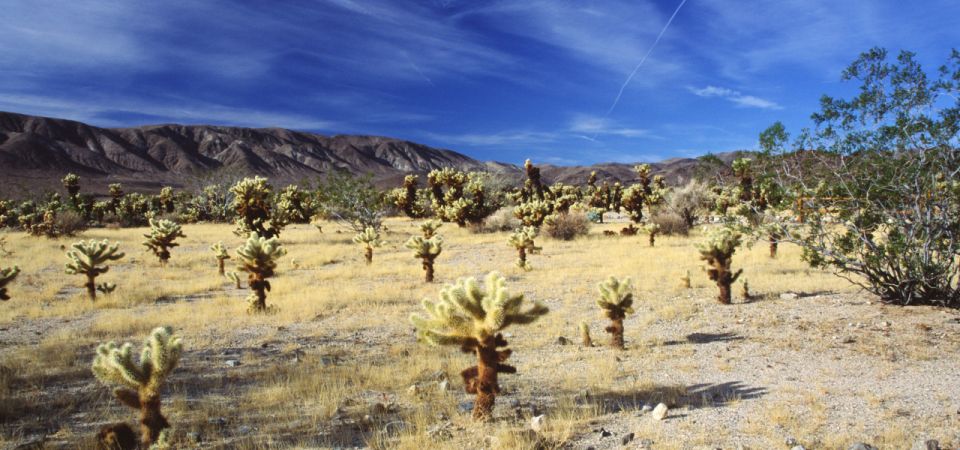 Joshua Tree National Park: Self-Guided Driving Tour - Tour Highlights