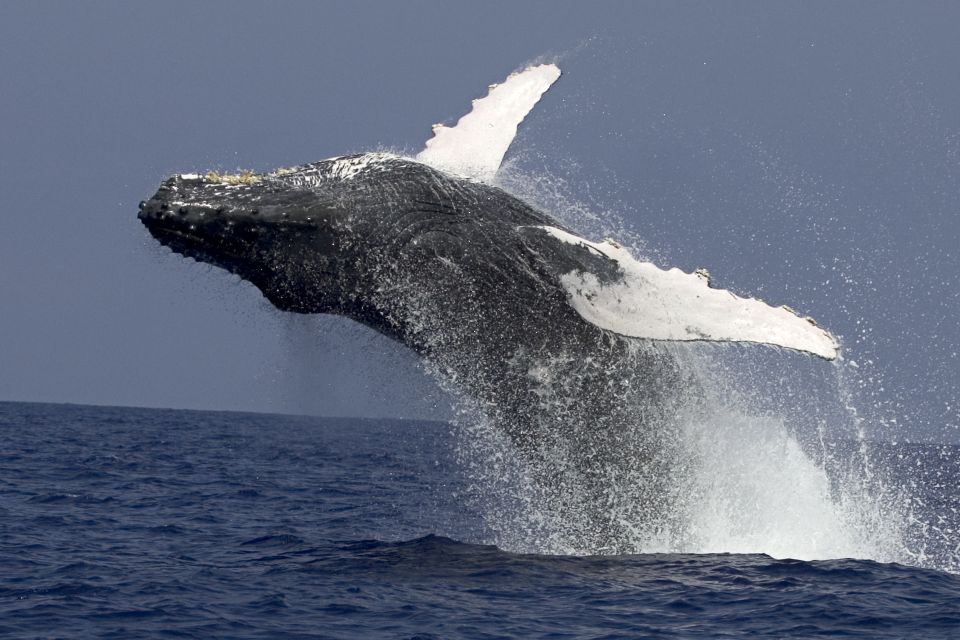 Kailua Kona: Humpback Whale Watching Adventure Cruise - Language and Accessibility