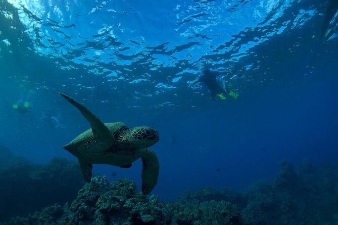 Kayak and Snorkel - South Shore Turtle - Tour Overview