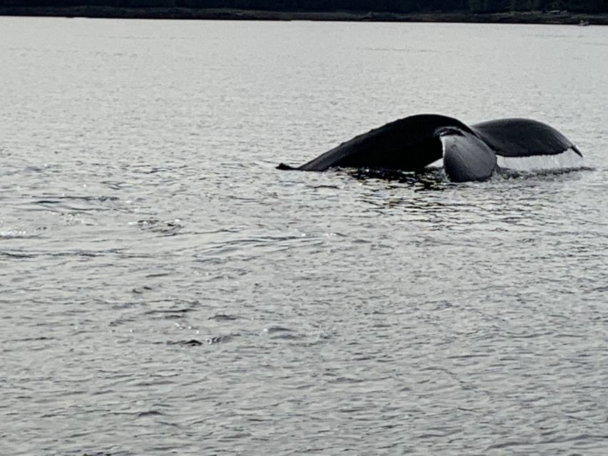 Ketchikan: Marine Wildlife and Whale Watching Boat Tour - Activity Details