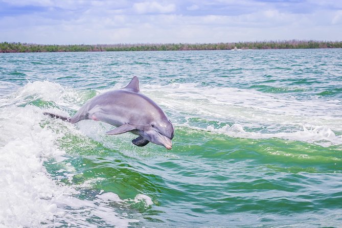 Marco Island Dolphin Sightseeing Tour - Tour Overview