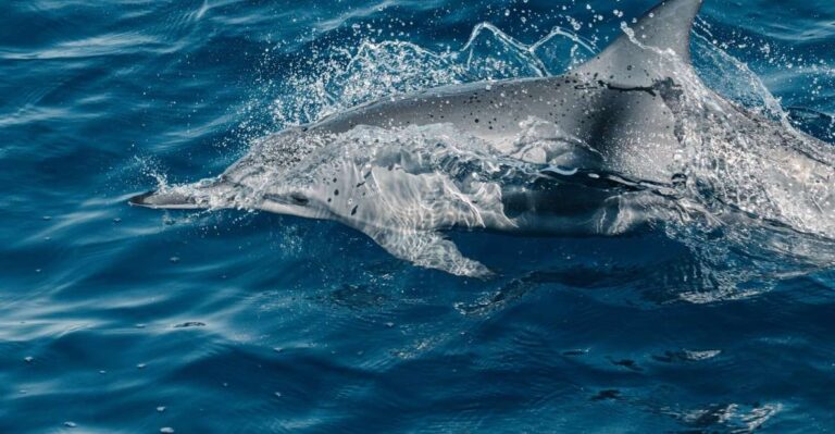 Maui: Kaanapali Wild Dolphin Sail