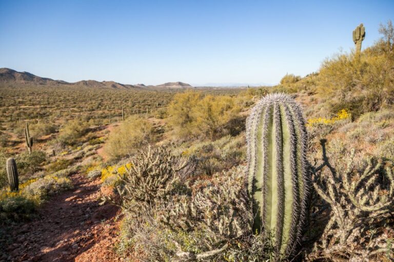 Metro Phoenix: Apache Trail Tour With Canyon Lake Cruise