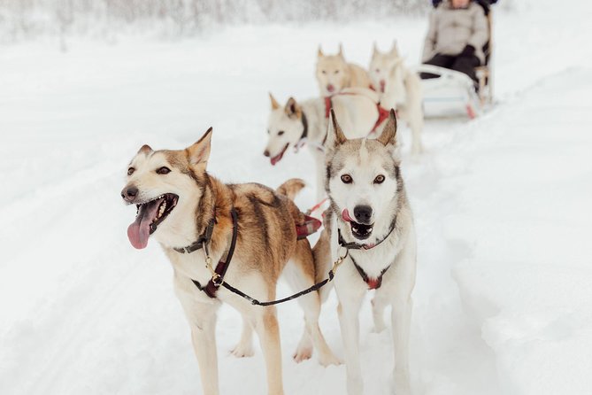 Mush Your Own Sled Dog Team (Winter Tour) in Talkeetna, Alaska