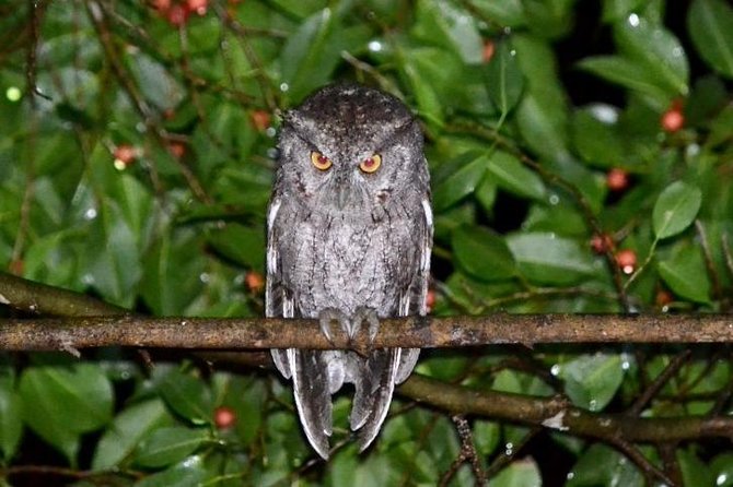 Night Walk in Monteverde - Wildlife Encounter at Night