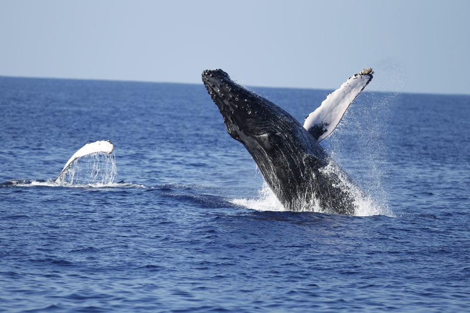 Oahu: Waikiki Whale Watching Tour-Donut and Coffee Included - Booking Information