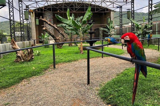 Official Ticket Zoo of the Birds - Poços De Caldas - Visitor Experience Highlights