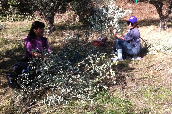 Olive Harvest in Provence