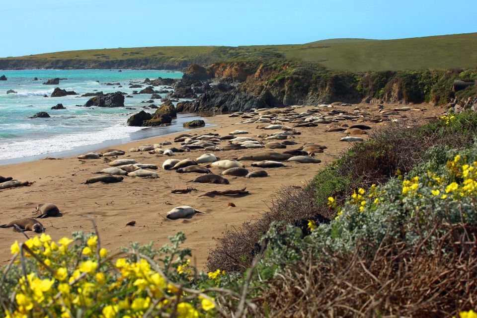 Pacific Coast Highway: Audio Tour Between LA & San Diego - Tour Overview