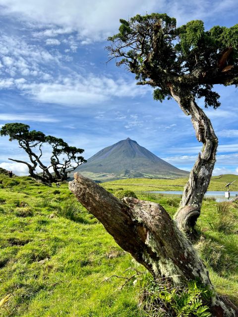Pico, Azores: Highlights Tour With Wine Tasting and Picnic