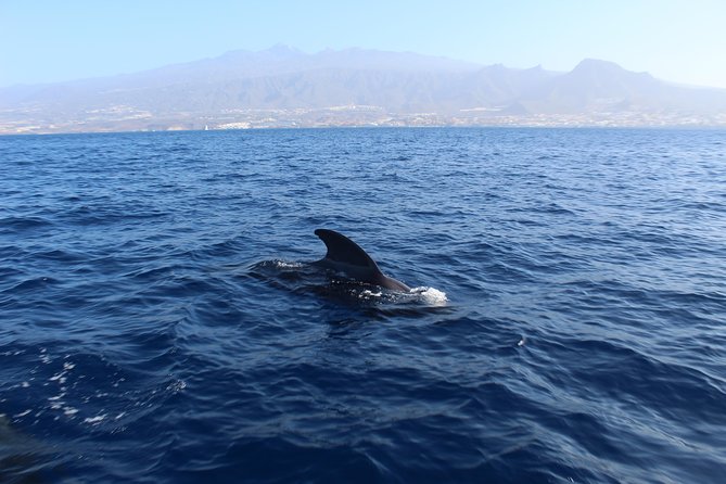 Private Charter in Tenerife South Max 7 People