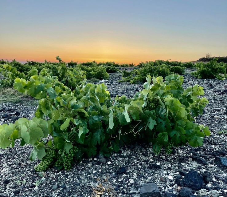 Private Wine Tasting in Santorini & Thirassia - Tour Details
