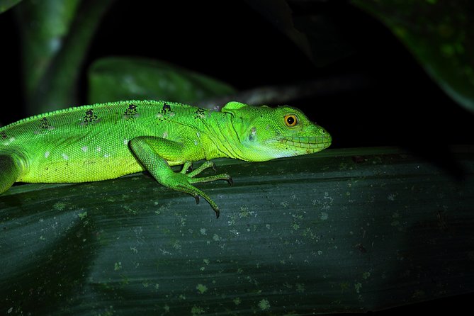 Rainforest Night Walk and Authentic Costa Rican Dinner From La Fortuna - Experience Details