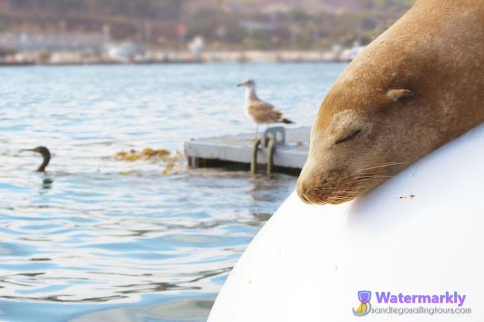 San Diego: Half-Day Marine Wildlife Tour With Lunch - Tour Overview