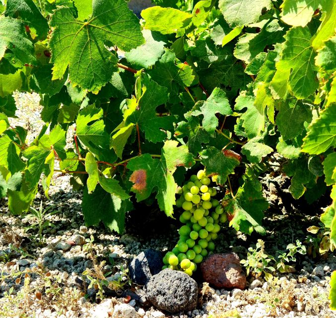 Santorini: Authentic Private Wine Tasting Tour