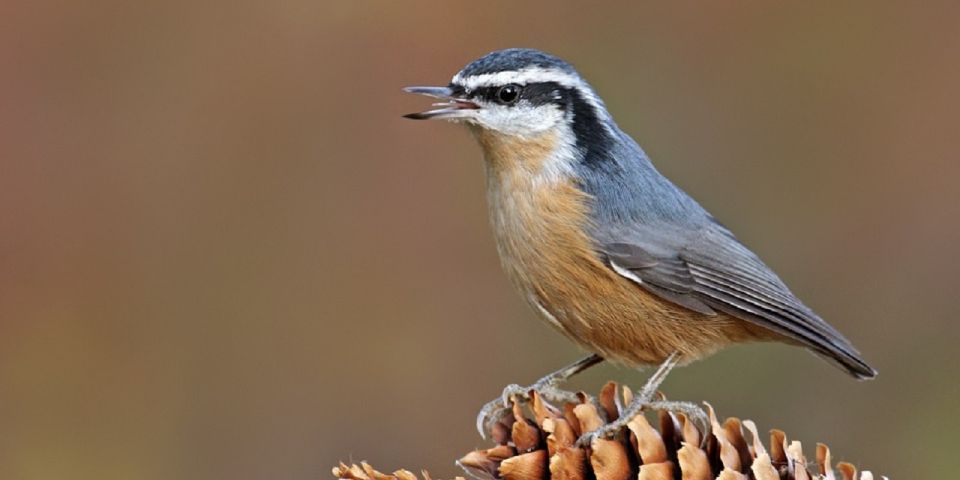 Saskatoon: Birdwatching Tour in President Murray Park - Tour Location and Pricing