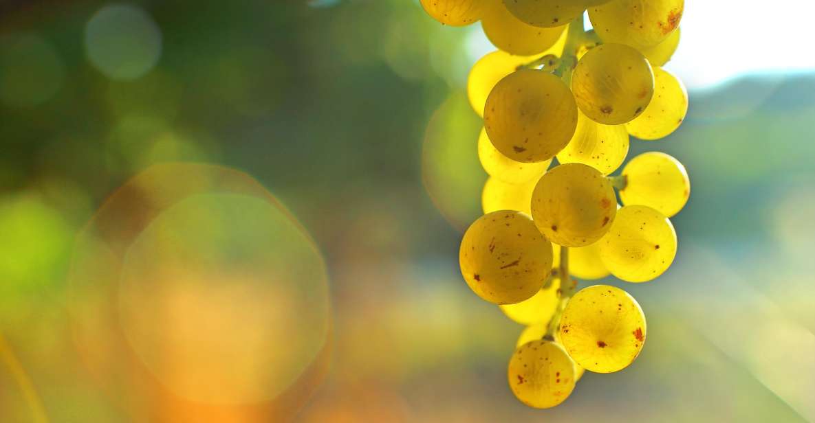 Sauternes : Sweet Wine From Bordeaux - History of Sauternes Winemaking