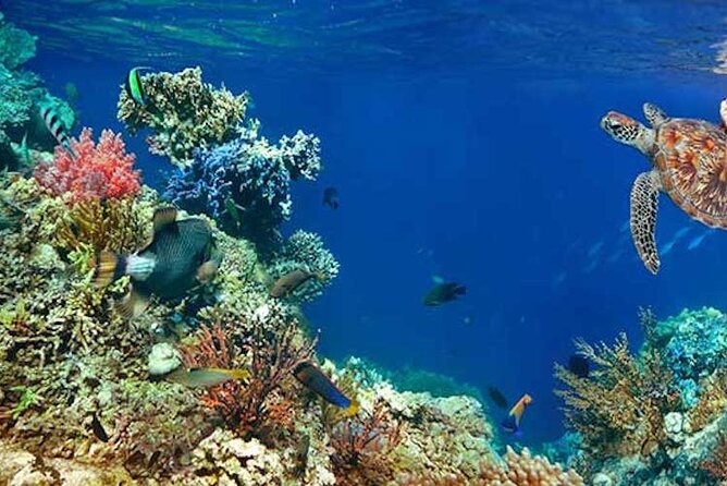 Scuba Dive Through Tulums Cenotes and Reefs