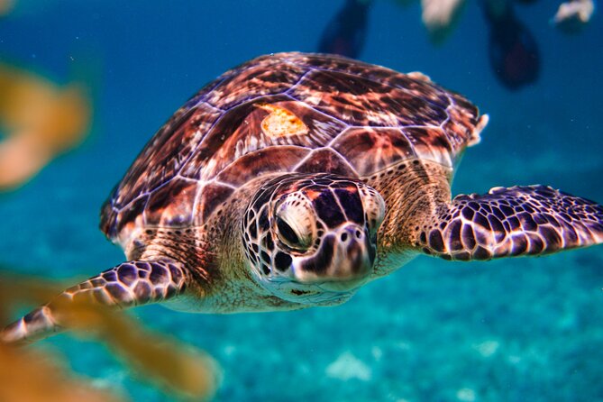 Sea Turtle and Cenotes Tour Snorkeling From Riviera Maya