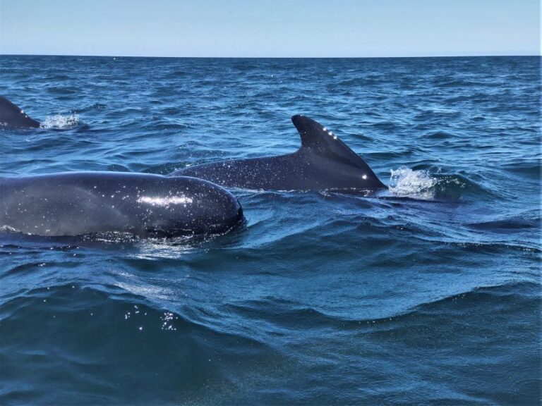 Sesimbra: Dolphin Watching Boat Tour With Biologist Guide