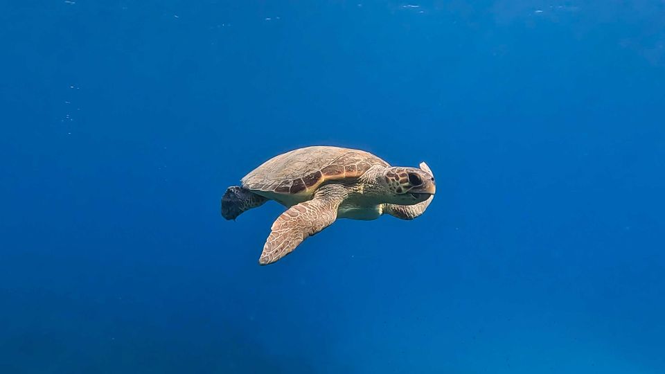 Snorkeling Guided Tour in Beautiful Marathopoli - Booking Information