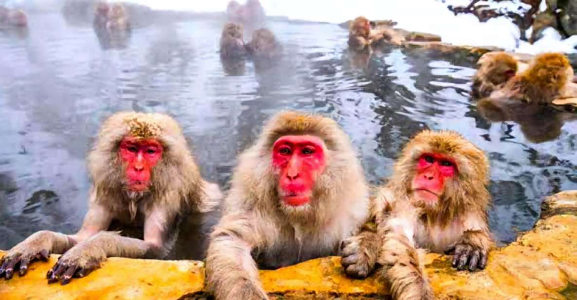 Snow Monkeys Zenkoji Temple One Day Private Sightseeing Tour - Tour Duration and Cancellation Policy