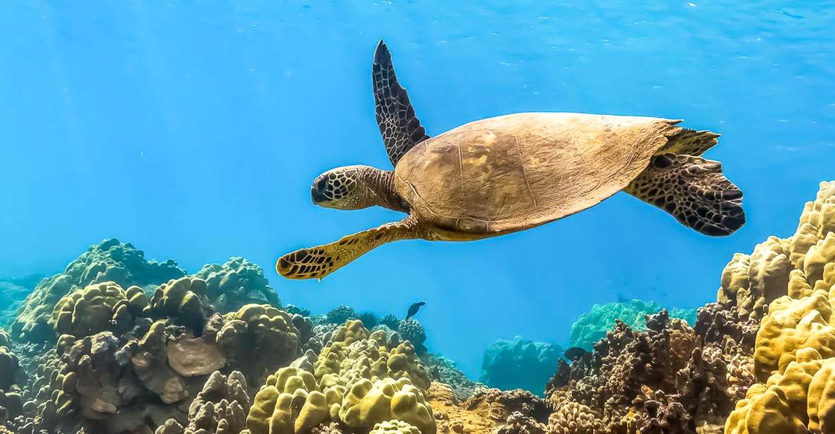 South Maui: Eco Friendly Molokini and Turtle Town Tour - Activity Details