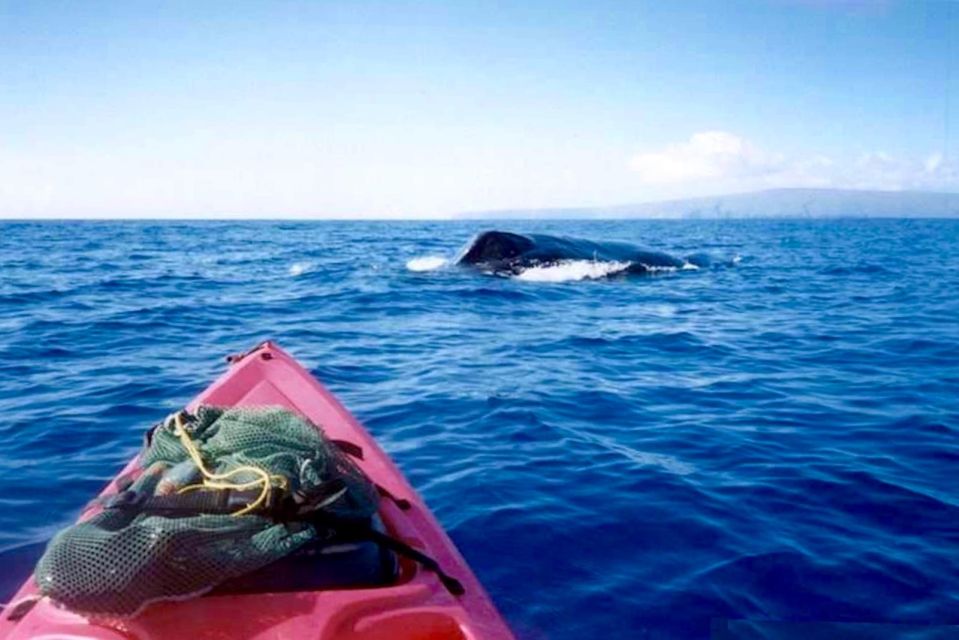 South Maui: Whale Watch Kayaking and Snorkel Tour in Kihei - Tour Experience Highlights