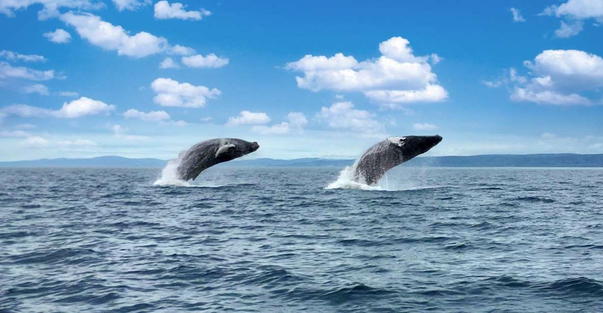 Tadoussac or Baie-Sainte-Catherine: Whale Watching Boat Tour - Tour Details