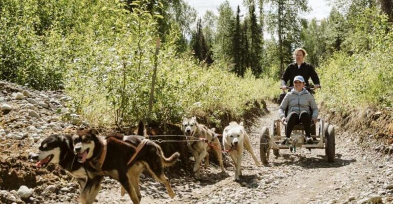 Talkeetna: Mushing Experience With Iditarod Champion Dogs