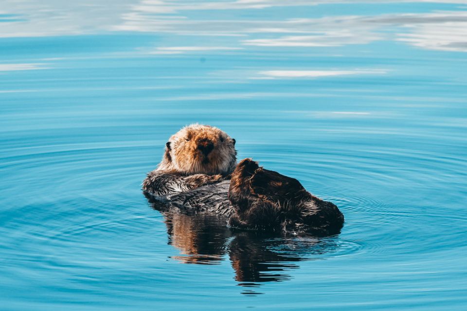 Telegraph Cove: Half-Day Whale Watching Tour - Tour Details