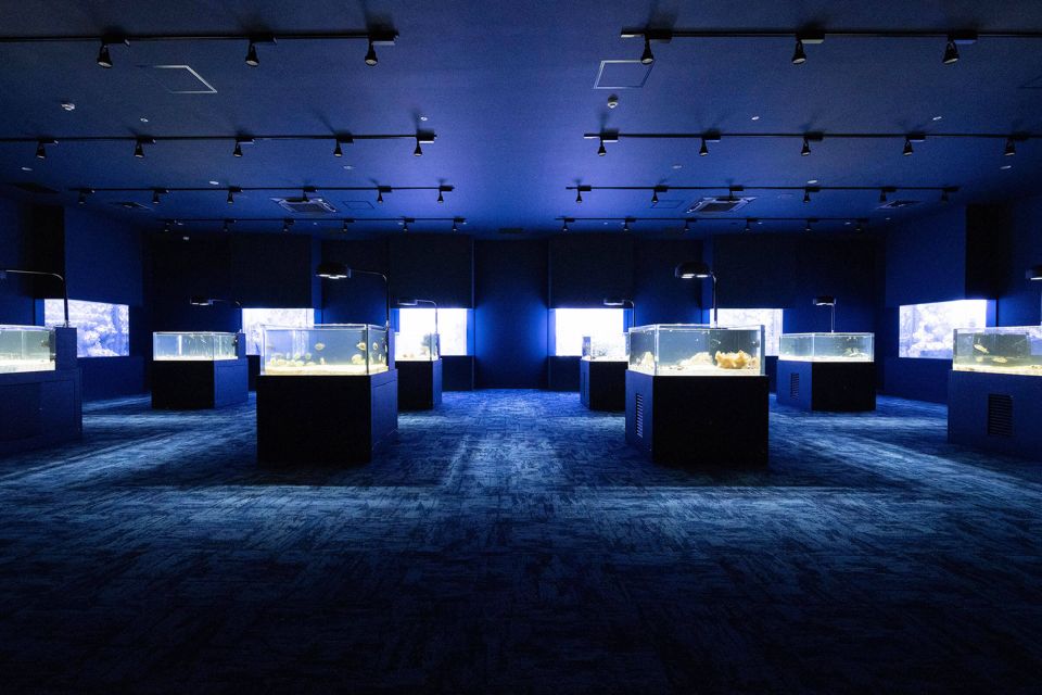 Tomigusuku: DMM Kariyushi Aquarium Admission - Admission Price and Features