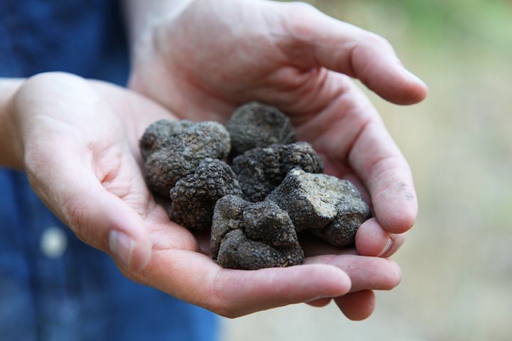 Truffle Hunting in Provence - Truffle Hunting Experience Overview