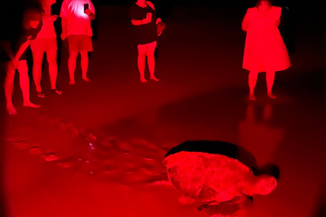 Turtle Watching Night Tours With Expert Naturalist