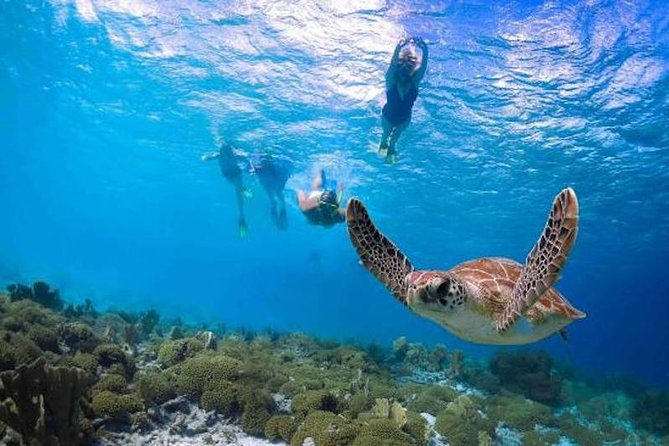 Ultimate Shore Snorkeling Adventure on Kauai - Tour Highlights