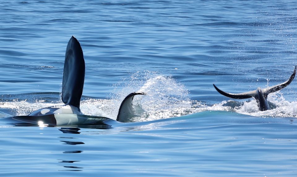 Victoria, BC: 3-Hour Ultimate Whale & Marine Wildlife Tour - Tour Details