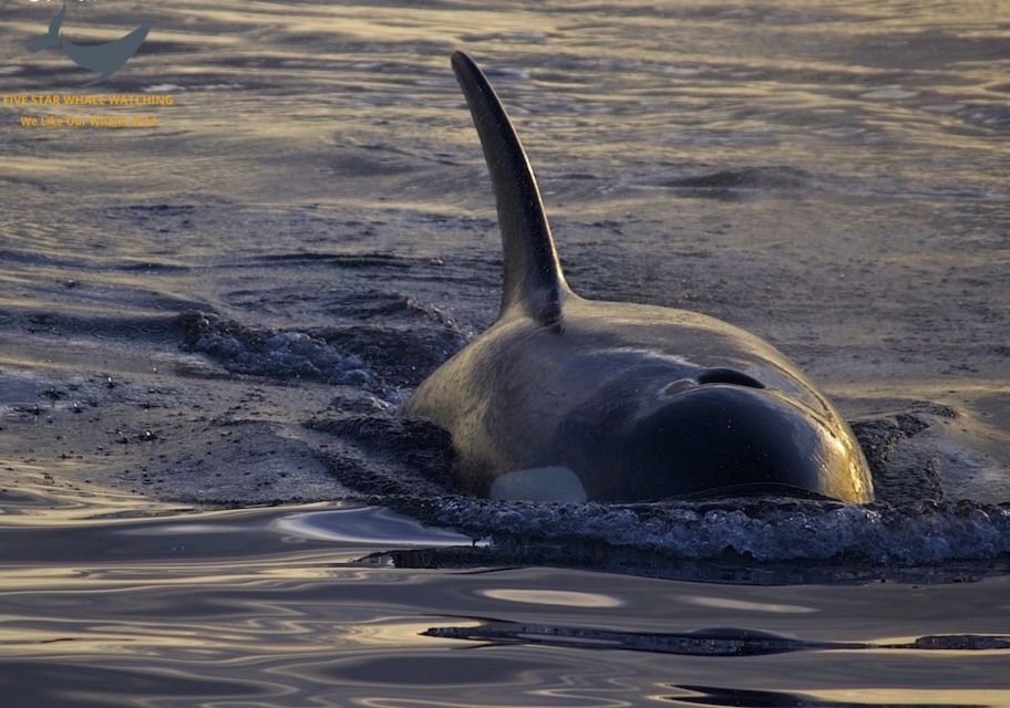 Victoria: Sunset Whale Watching Tour - Tour Details