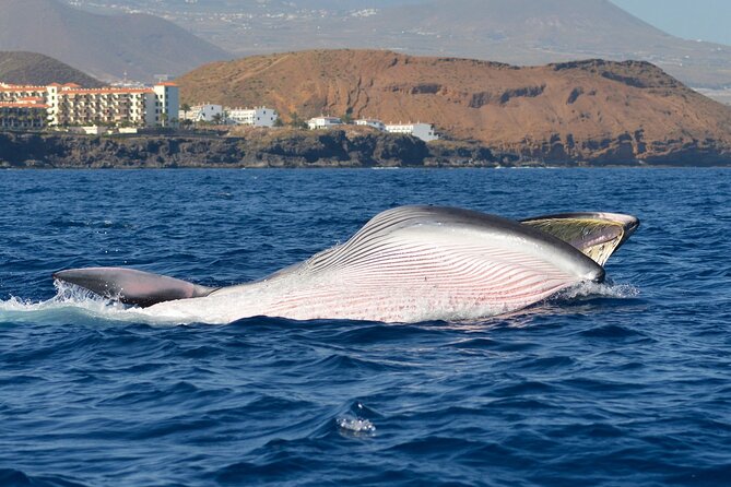 Whale and Dolphin Watching EcoAdventure in Tenerife