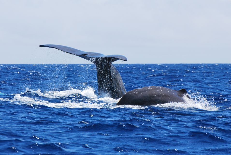 Whale and Dolphin Watching With Vila Franca Islet Visit - Tour Details