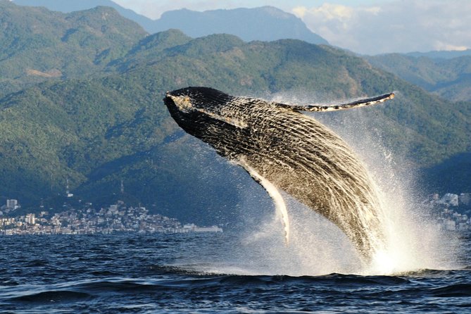 Whale Research Adventure - Leaded by Marine Biologist. - Tour Overview and Inclusions