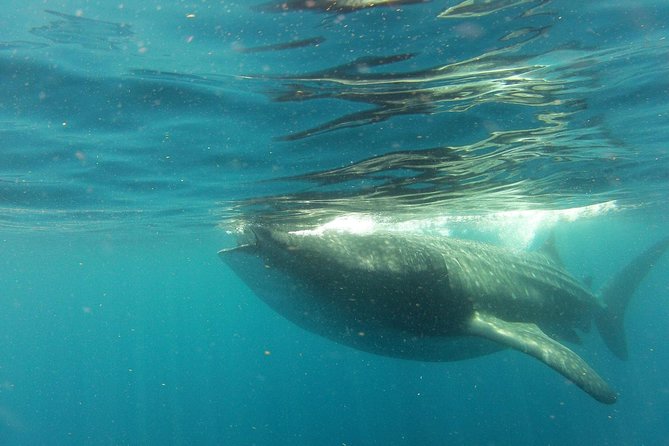 Whale Shark Tour From Holbox Island