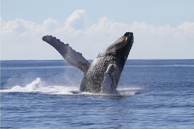 Whale Watch Cruise Aboard the Majestic by Atlantis Cruises - Tour Highlights