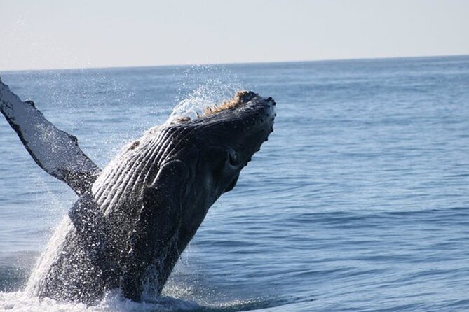 Whale Watching Tour in Los Cabos - Tour Details