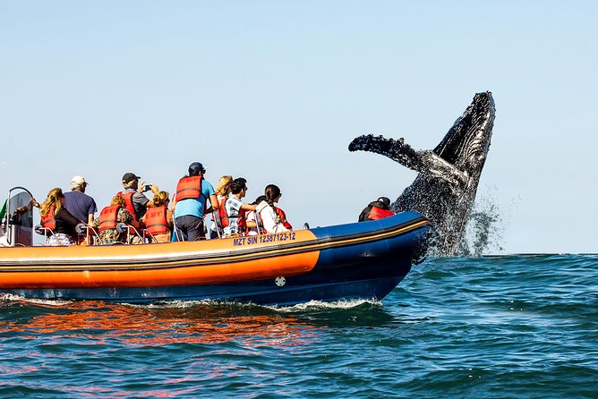 Whale Watching - Highlights of the Whale Watching Tour