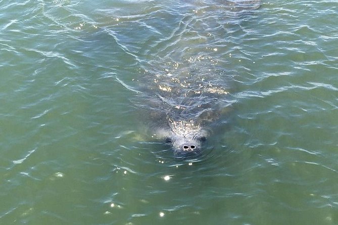 Wildlife Tour of Indian River Lagoon With Experienced Captain - Booking Information