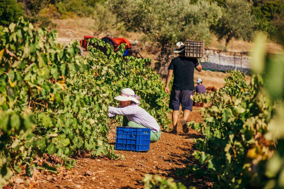 Zakynthos: Vineyard & Winery Tour With Local Winemaker - Tour Location and Activity