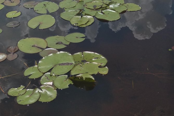 Air Boat Tour of Palm Beach in The Swamp Monster - Tour Details