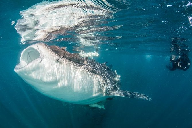 Cabo San Lucas to La Paz Whale Shark Full-Day Snorkeling Trip - Booking Details