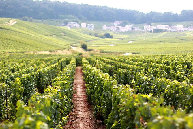Champagne VIP Day Trip From Paris With Local PRIVATE Wine Expert Guide - Visitor Experiences and Insights